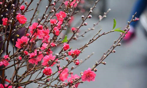 Cung trầm tháng Chạp